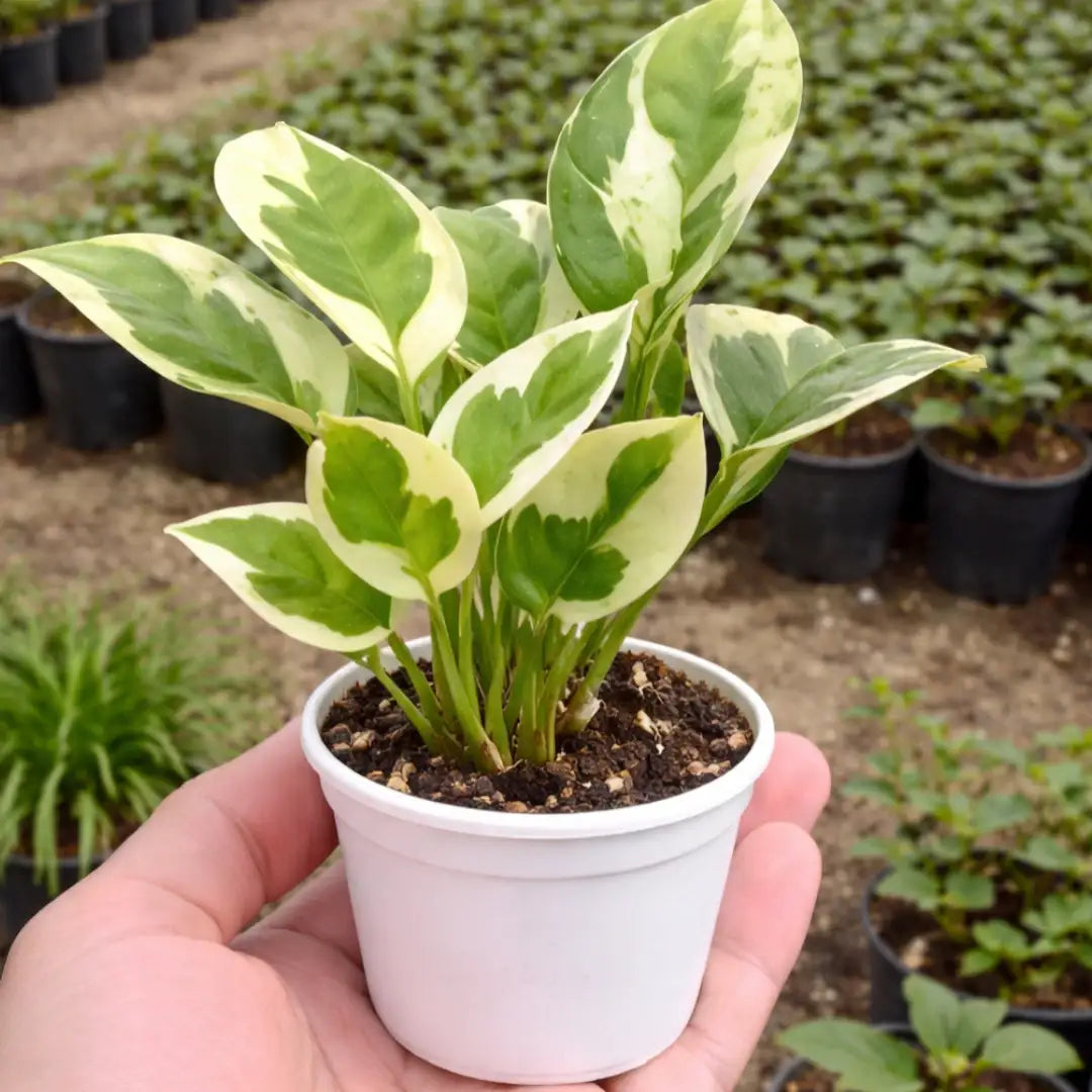 Enjoy Money Plant