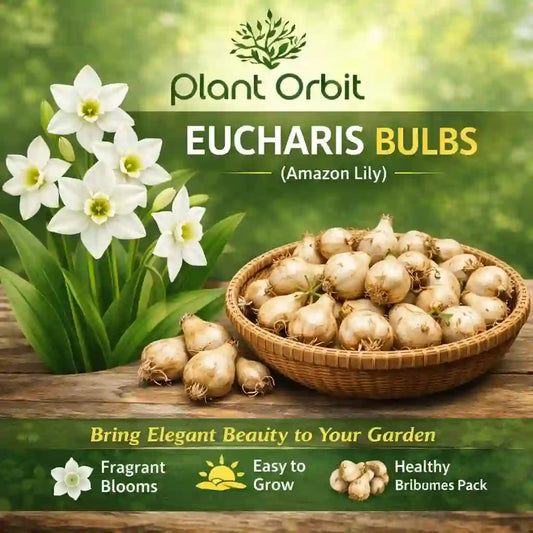 Eucharis bulbs with flowers and 'Plant Orbit' branding on a wooden surface.