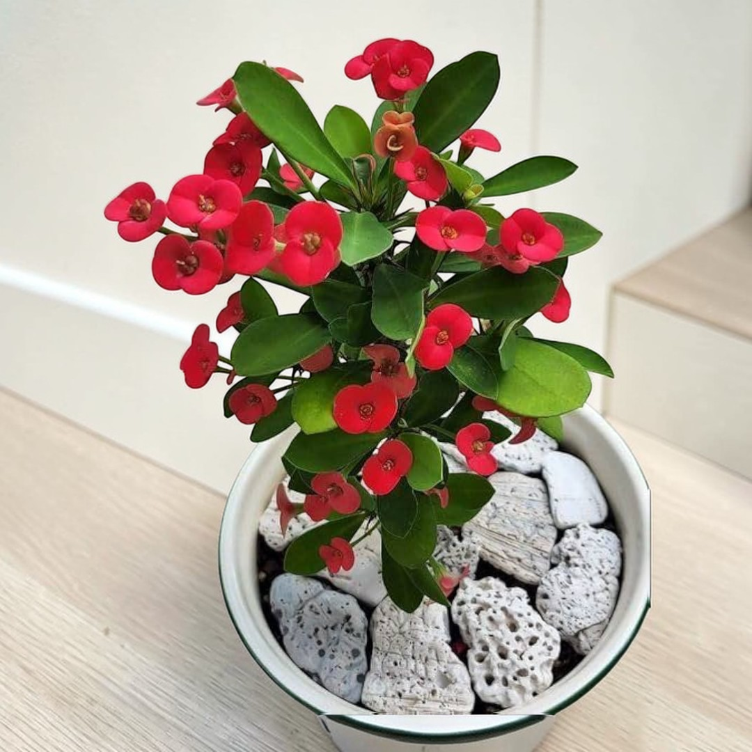 Euphorbia Red Flowering Plant