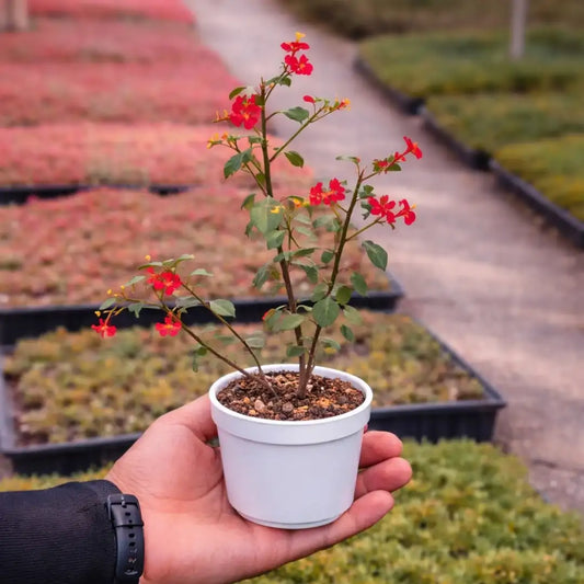 Euphorbia Red Flowering Plant