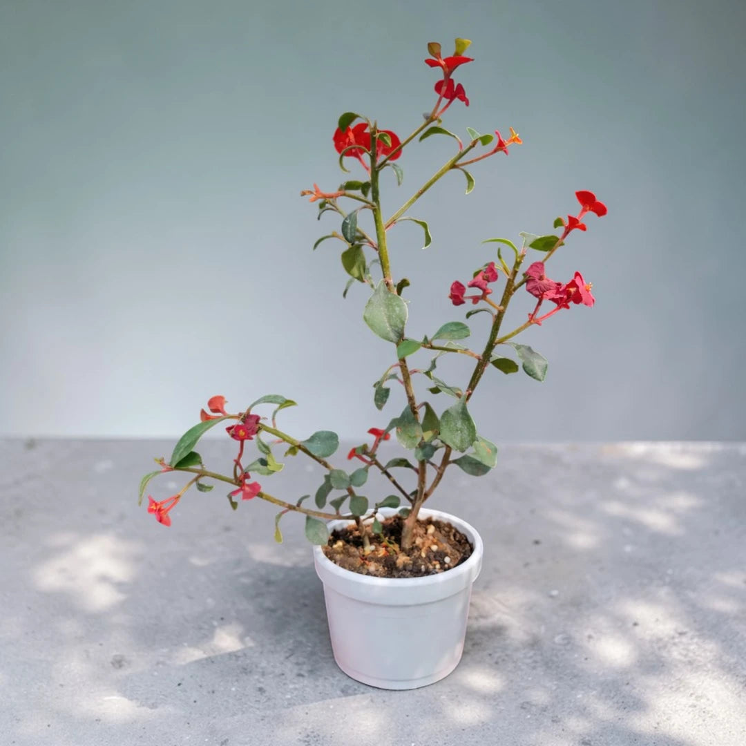 Euphorbia Red Flowering Plant