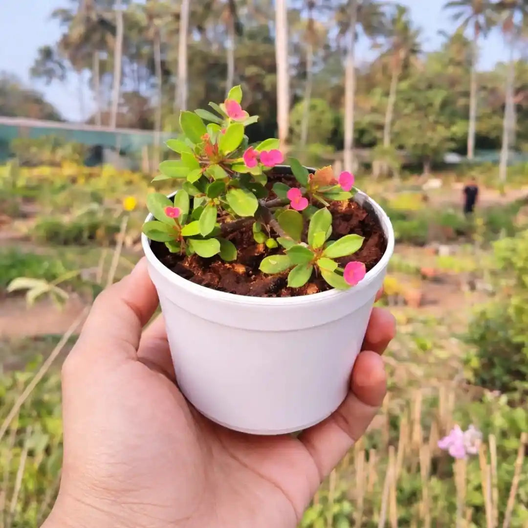 Euphorbia Milii Dwarf Red (Crown of Thorns) with compact green foliage and bright pink-red flowers, growing in a white pot.