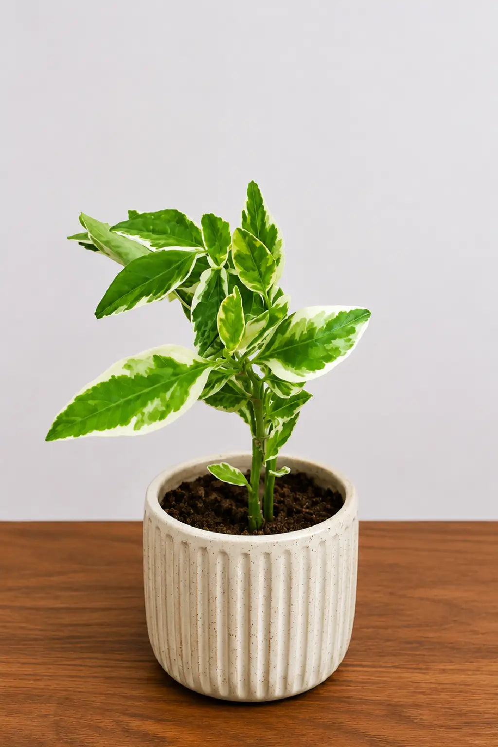 Euphorbia tithymaloides indoor plant with variegated green and cream leaves in a white pot