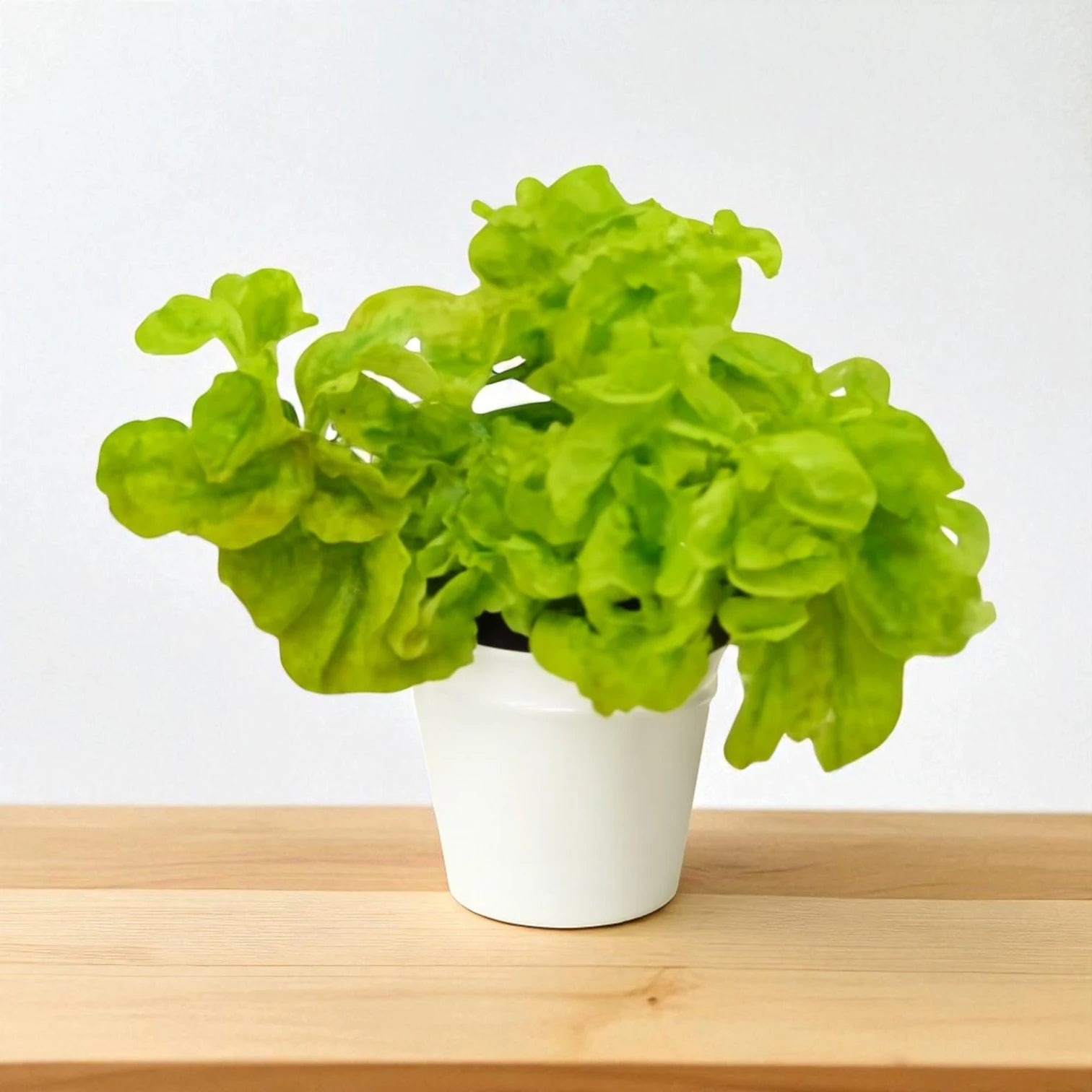 Euphorbia tithymaloides subsp. smallii with lush bright green curly leaves growing in a white pot