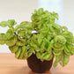 Euphorbia tithymaloides subsp. smallii