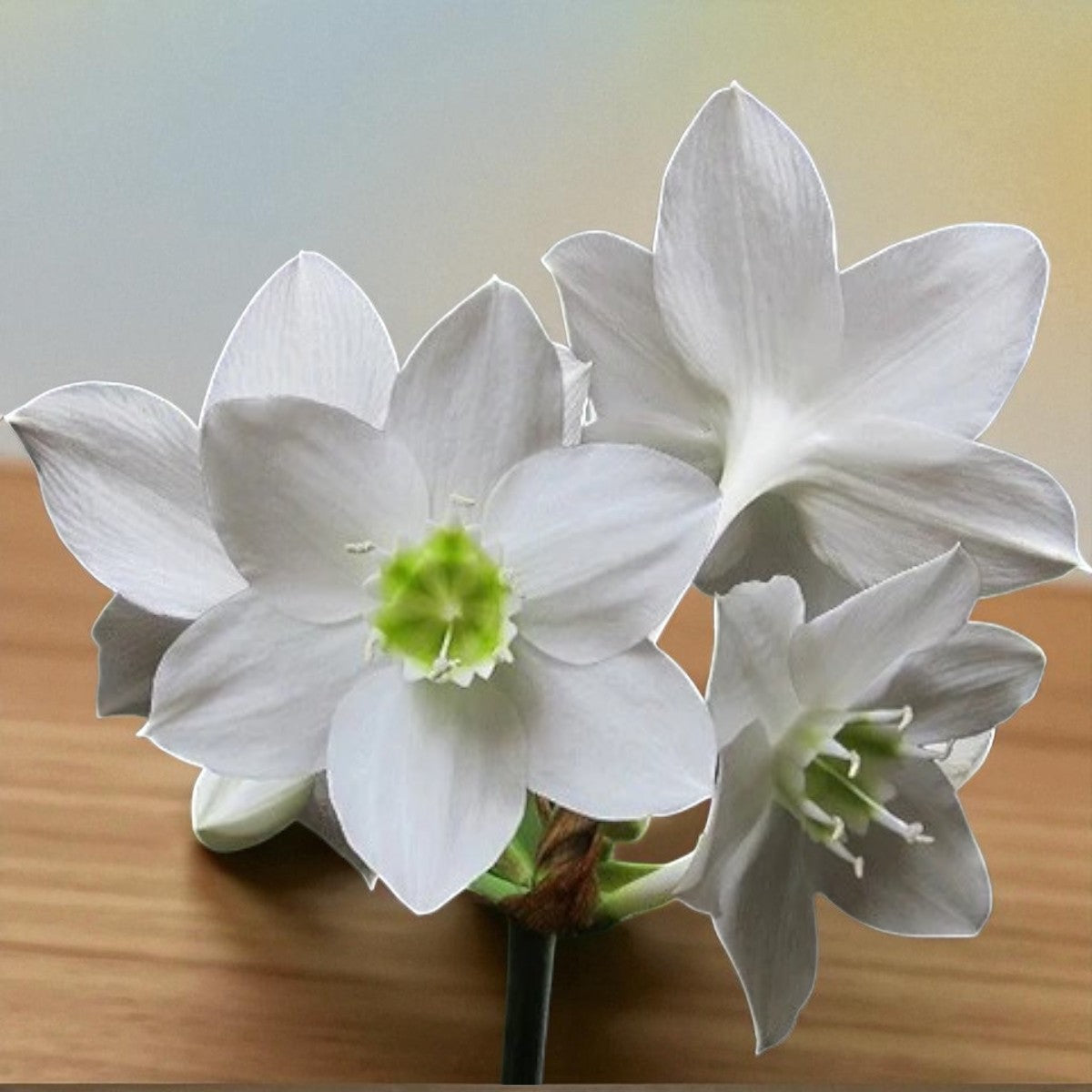 Eucharis Lily