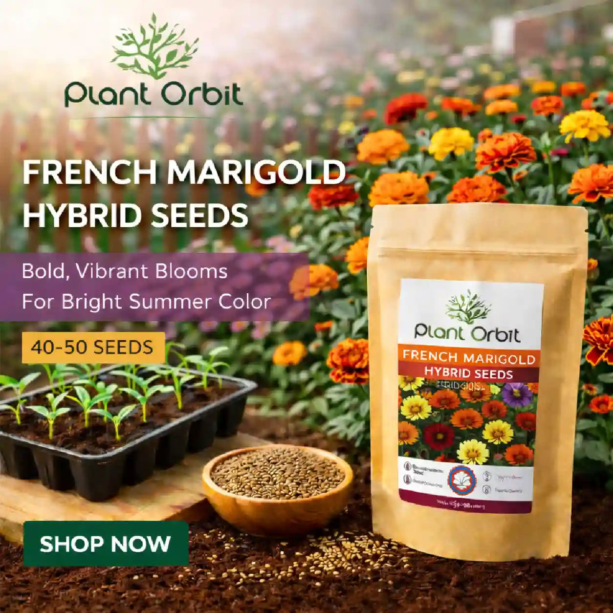 FRENCH MARIGOLD HYBRID SEEDS (40-50 seeds)