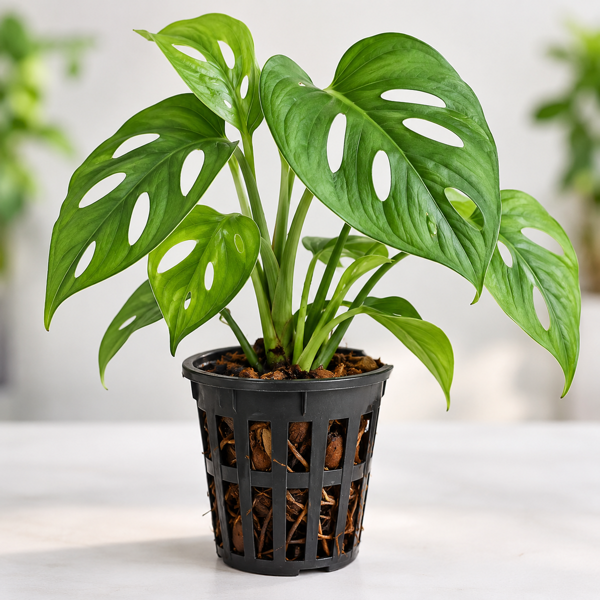 Monstera Adansonii Broken Heart Plant