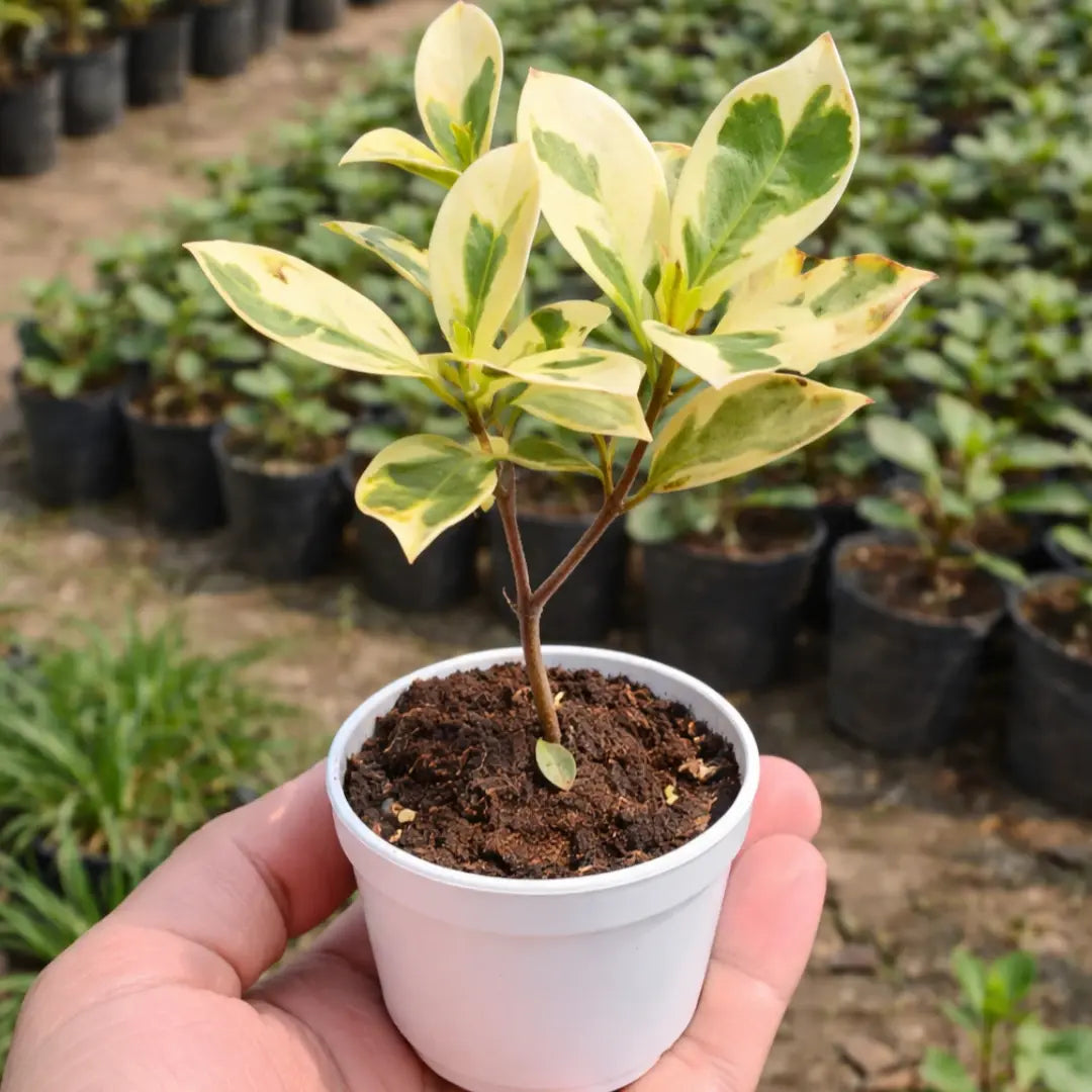 Ficus benjamina Safari Sapling Plant with cream and green variegated leaves growing in a white pot