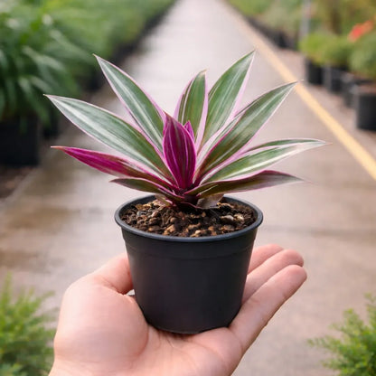 Tradescantia spathacea Rhoeo Plant