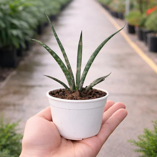 Sansevieria Bacularis Mikado Sapling