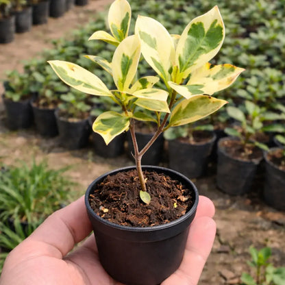 Ficus benjamina Safari Sapling Plant