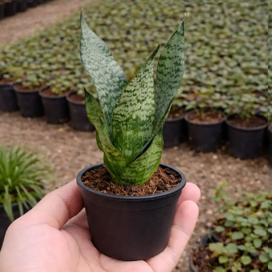 Sansevieria Zeylanica Saplings