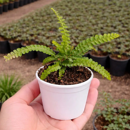Bottle Fern