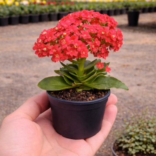 Kalanchoe Red Flowering Plant