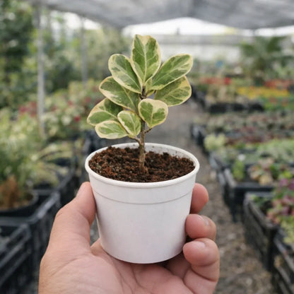 Triangular Ficus Sapling Plant