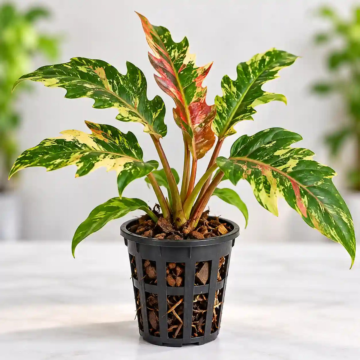 Philodendron Ring of Fire Sapling