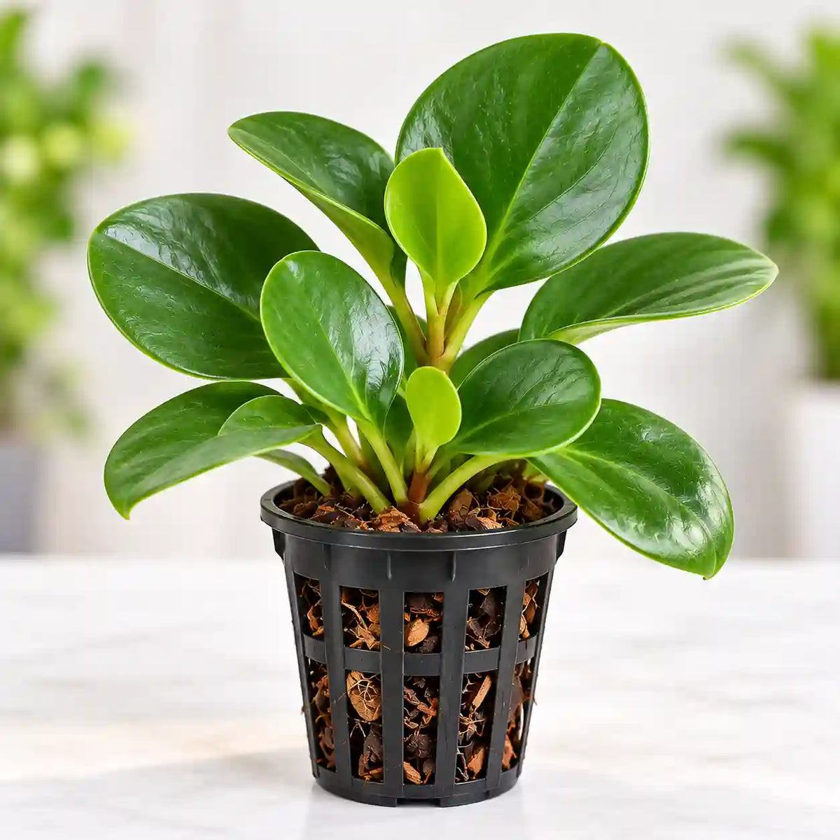 Pepromia Green Sapling