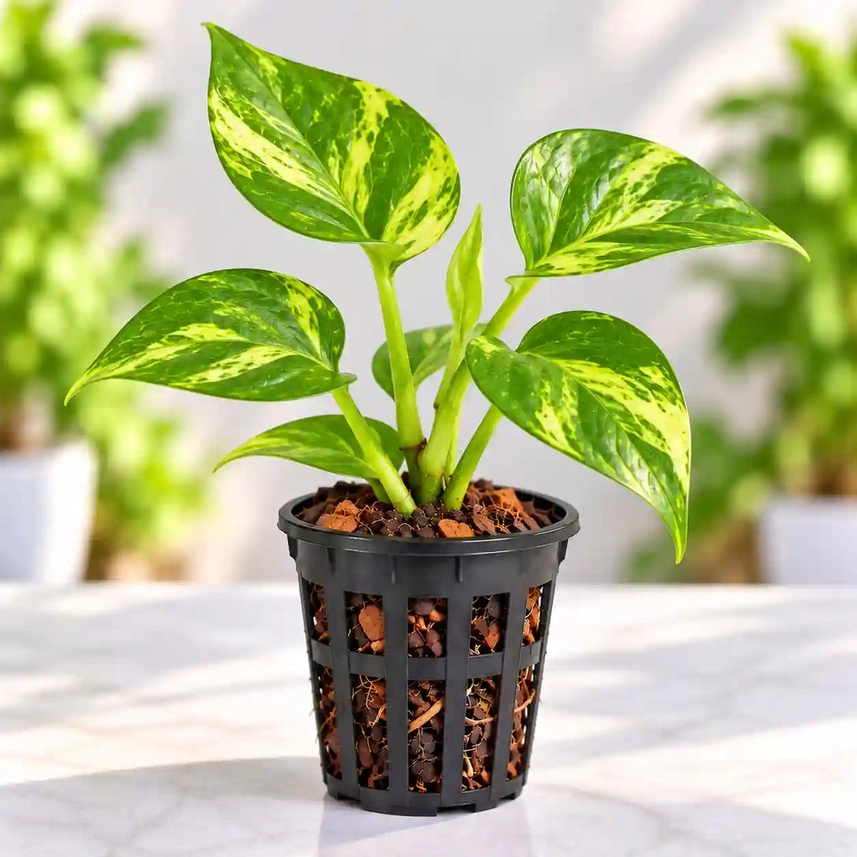 Green Money Plant