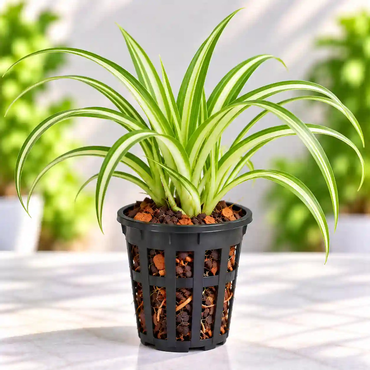 SPIDER PLANT AIR PURIFIER