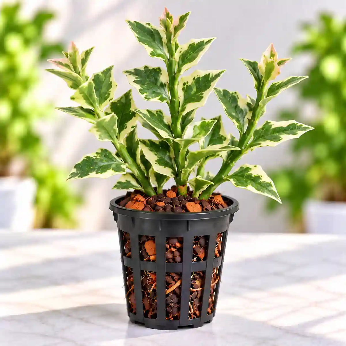 Euphorbia tithymaloides