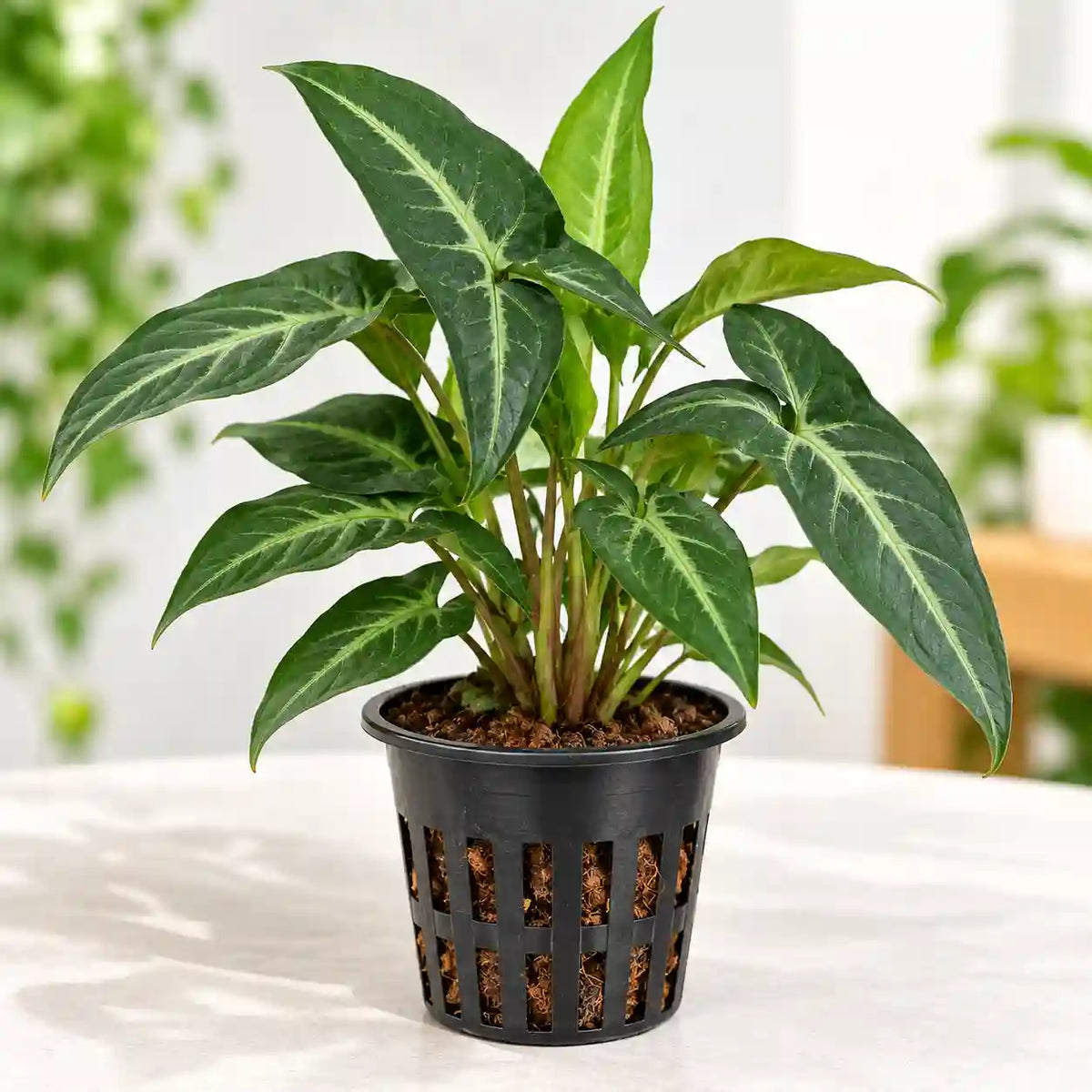 Syngonium Wendlandii Green Velvet
