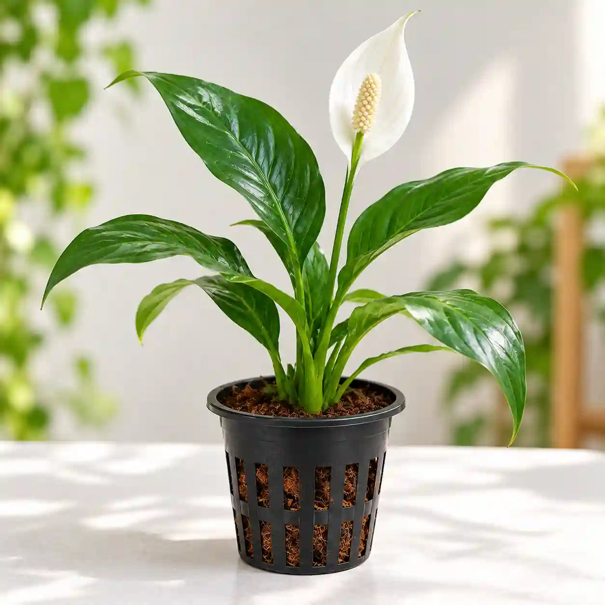 Peace Lily Plant Sapling