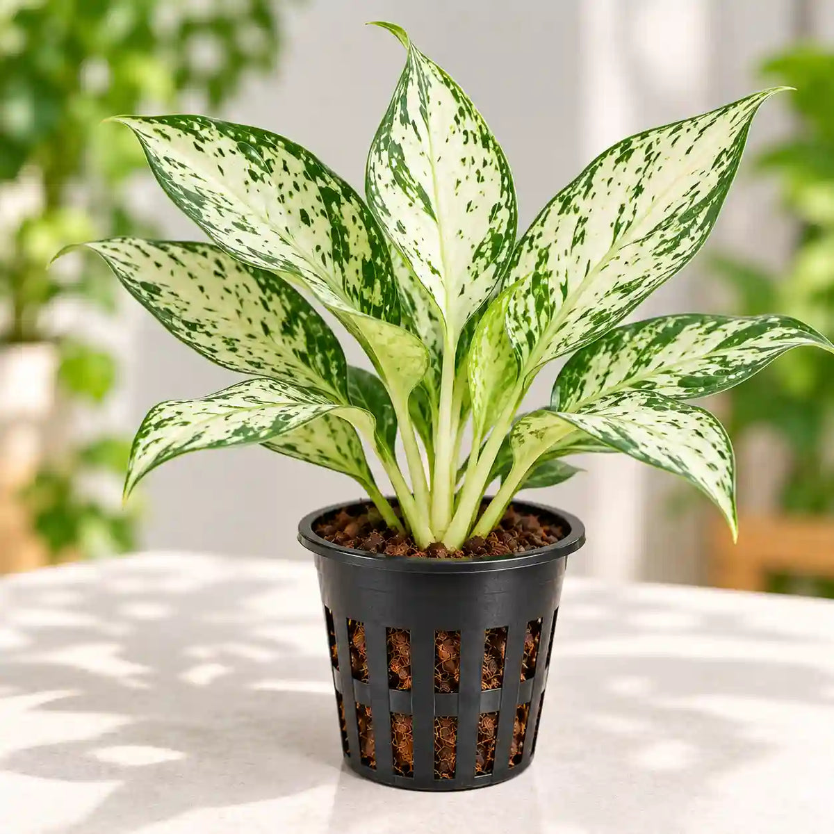 Aglaonema Snow White Plant