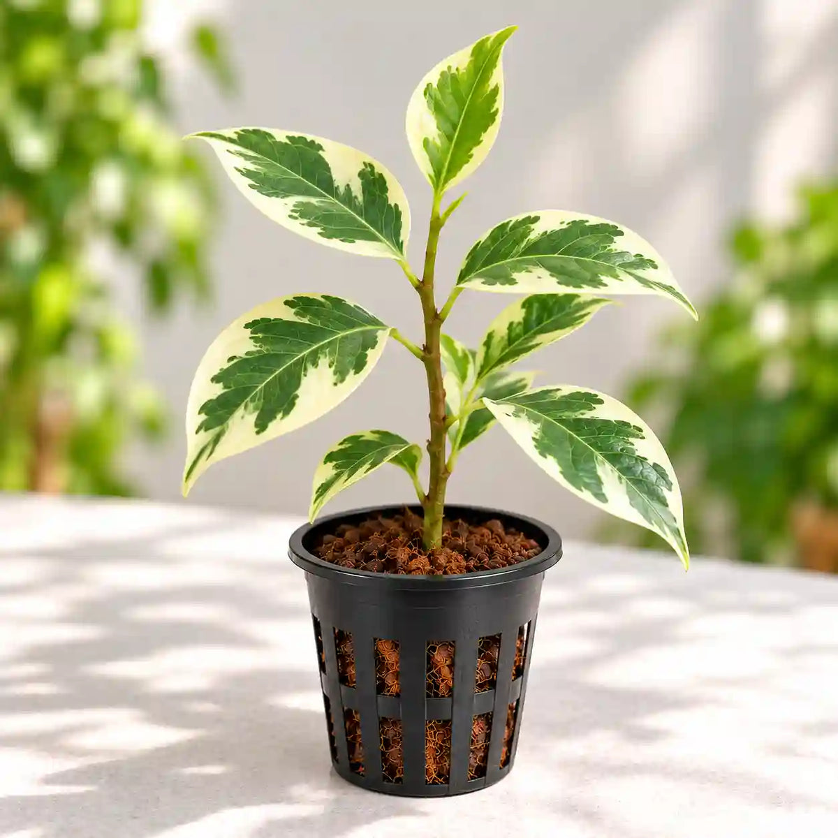 Ficus benjamina Safari Sapling Plant