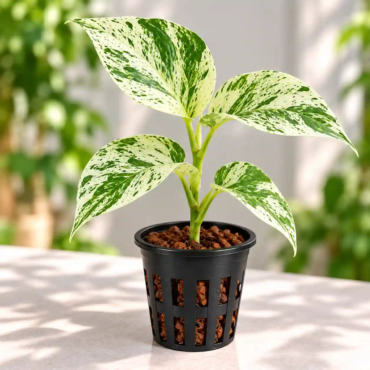 Marble Queen Pothos Plant
