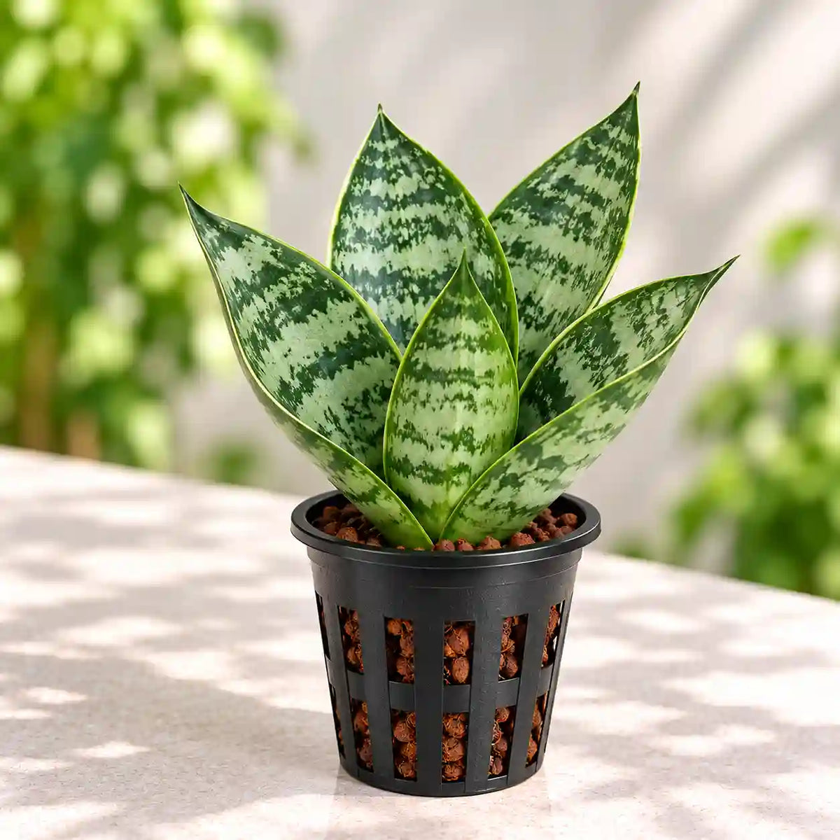 SANSEVERIA HANII DWARF (SNAKE PLANT) Bare Rooted