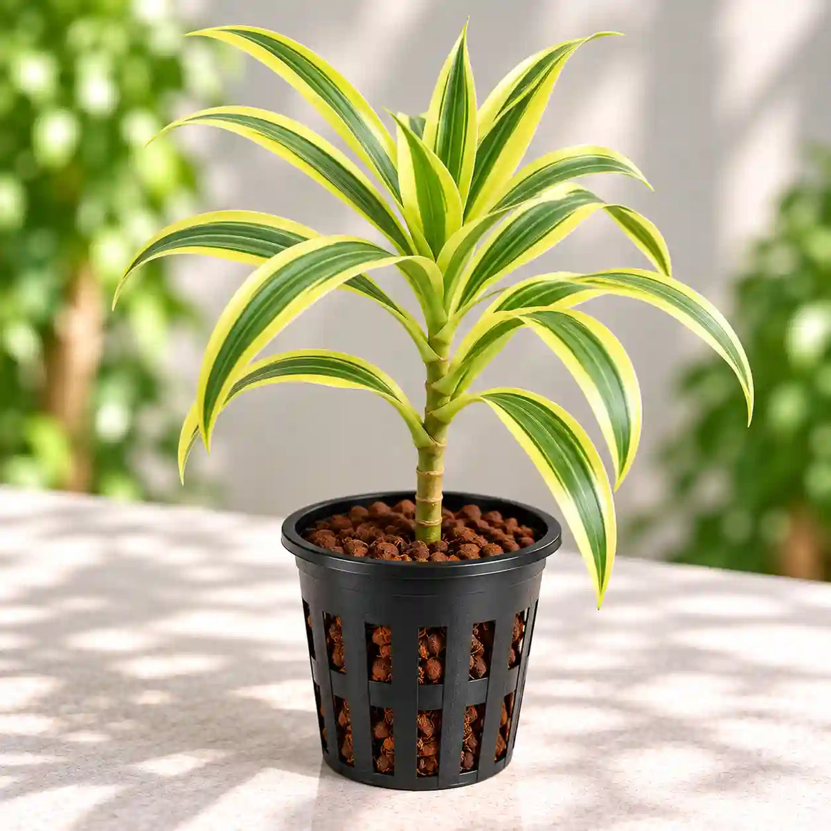 Song of India Plant