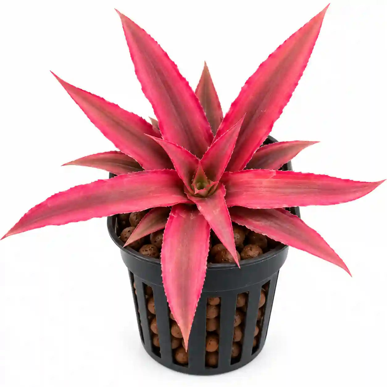 Buy Cryptaxanthus Earth Star Live Indoor Plant - Plant Orbit