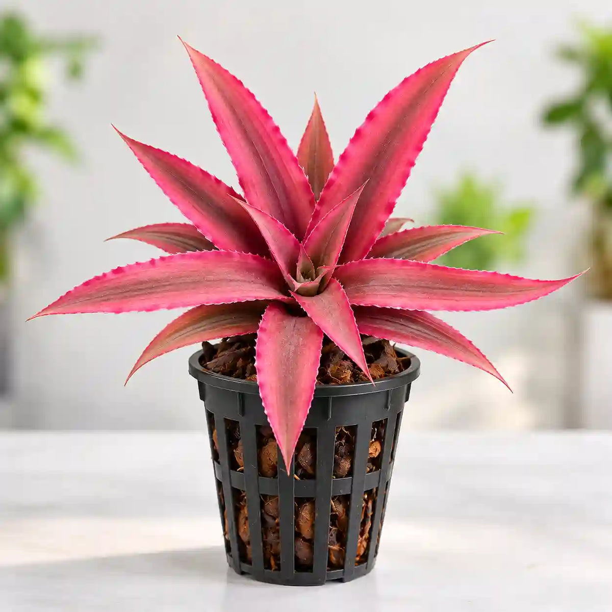 Cryptaxanthus