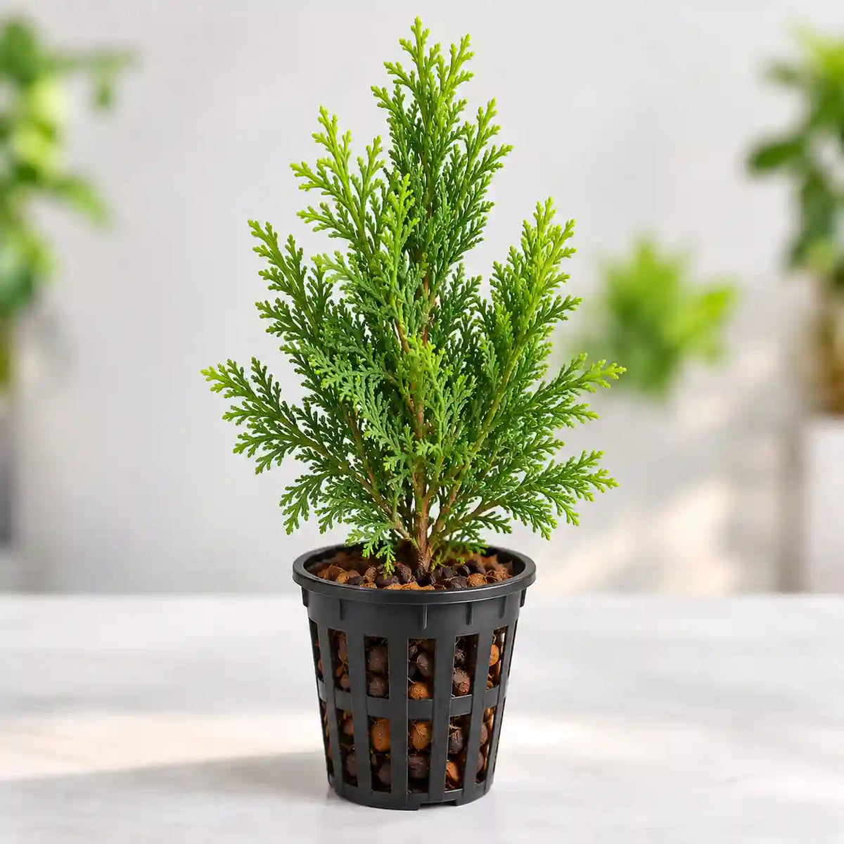 Thuja occidentalis