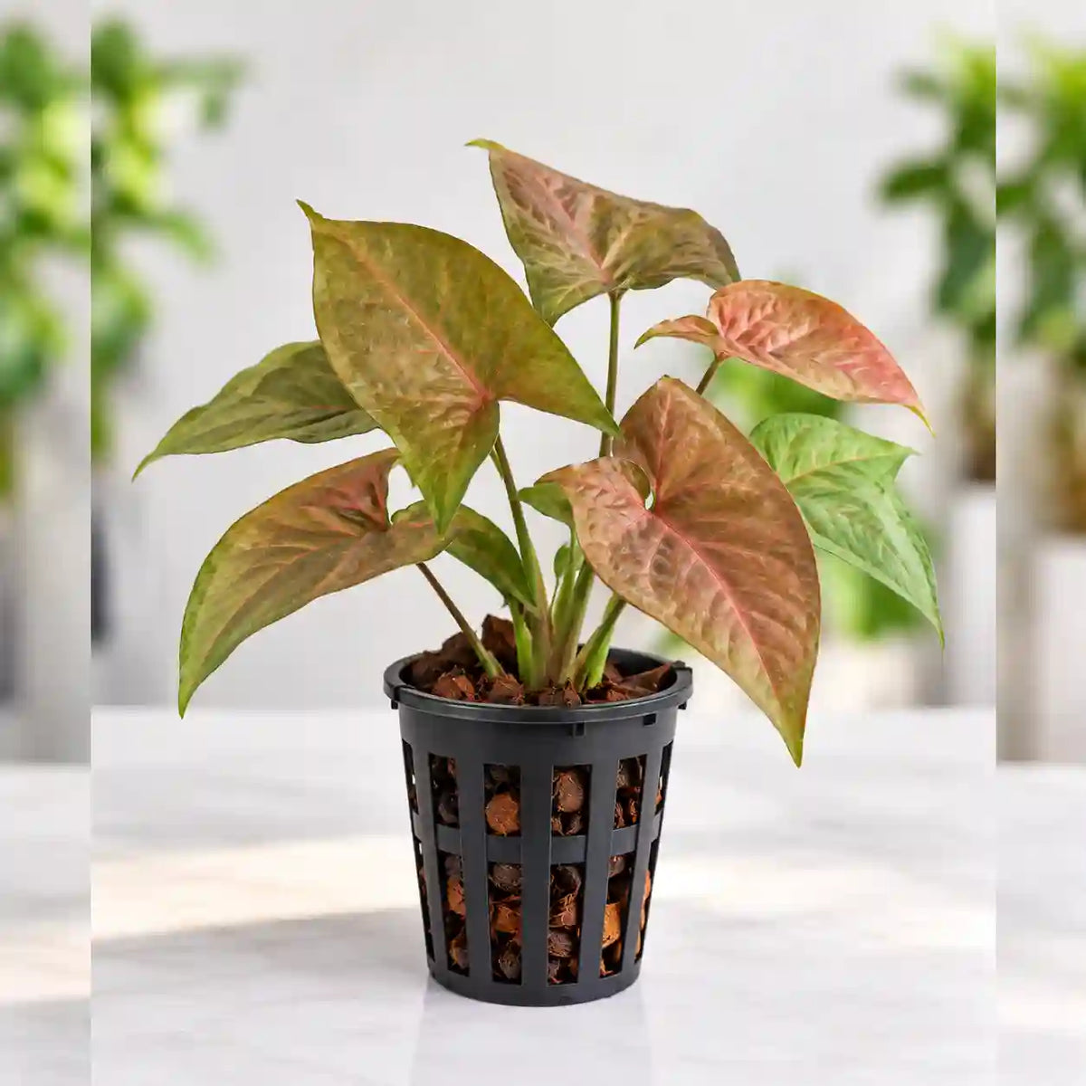 Syngonium Bronze
