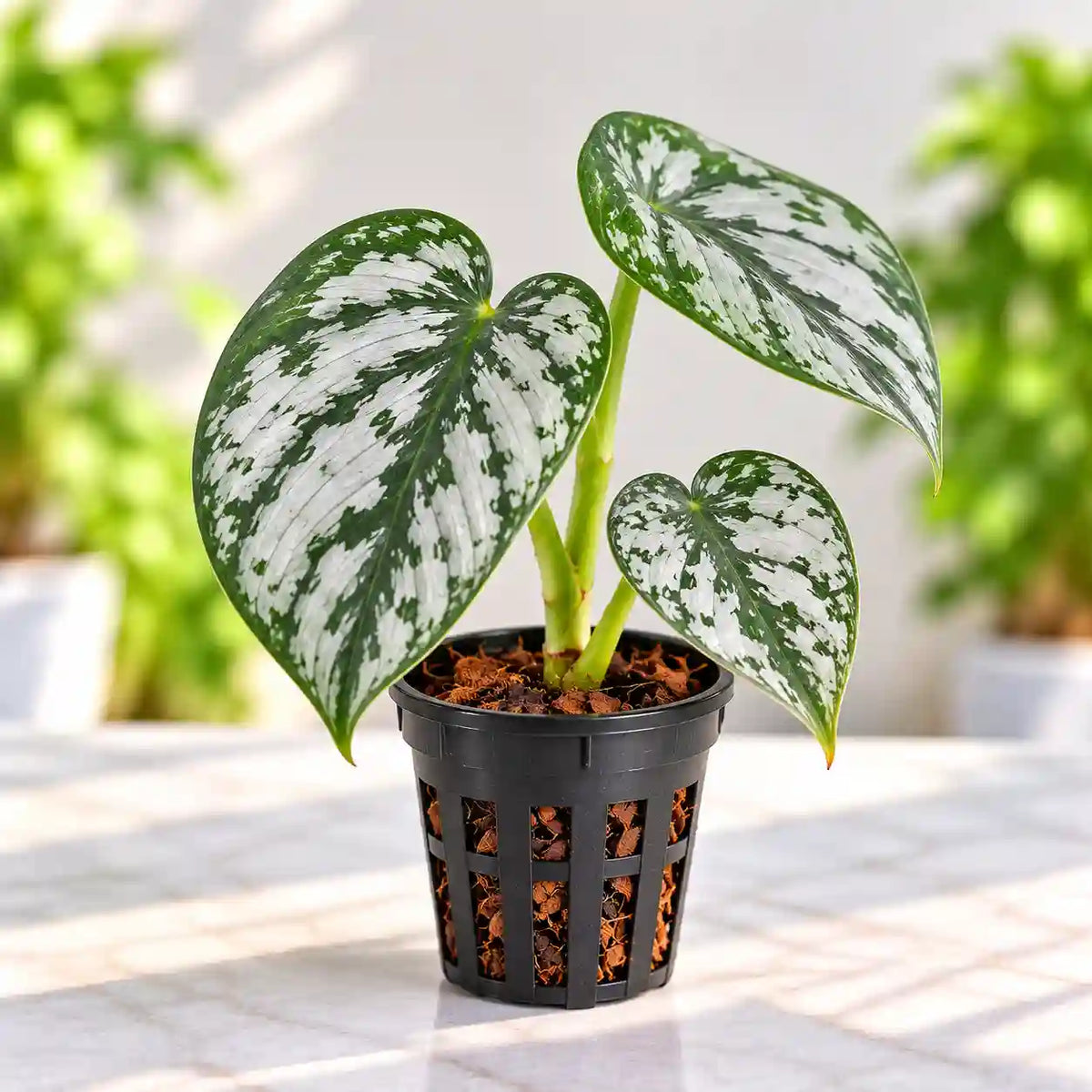 Philodendron Brandtianum Online