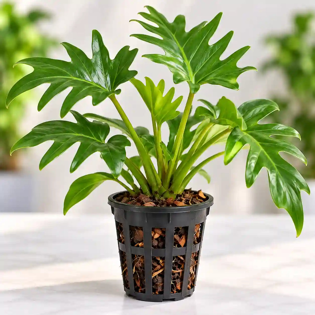 Philodendron Xanadu Green