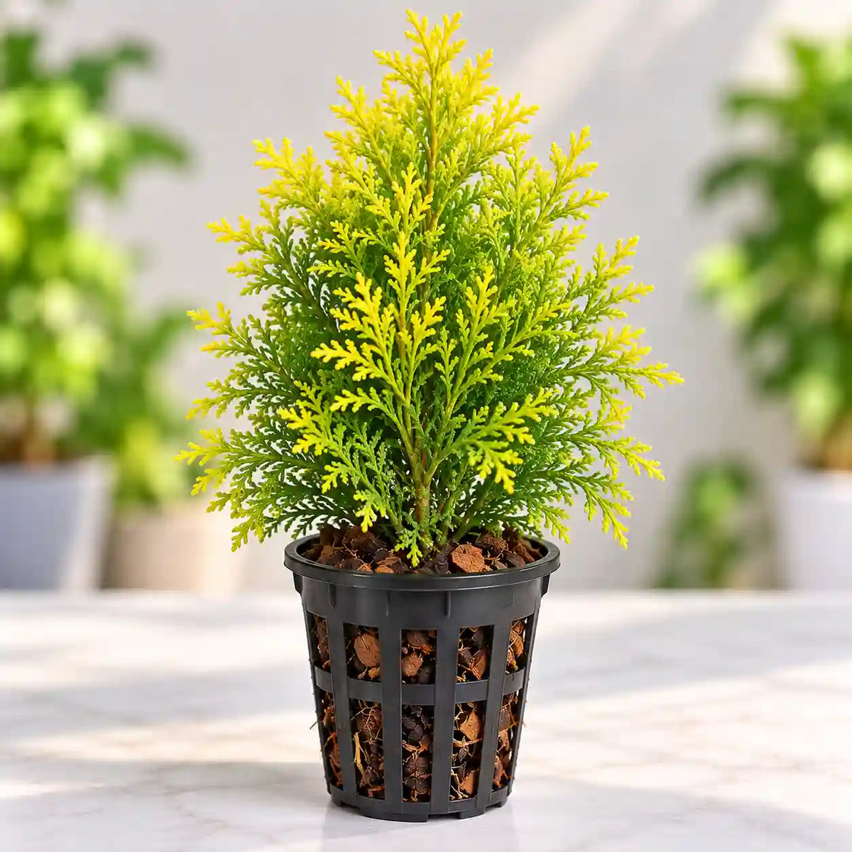 Golden Thuja Sapling