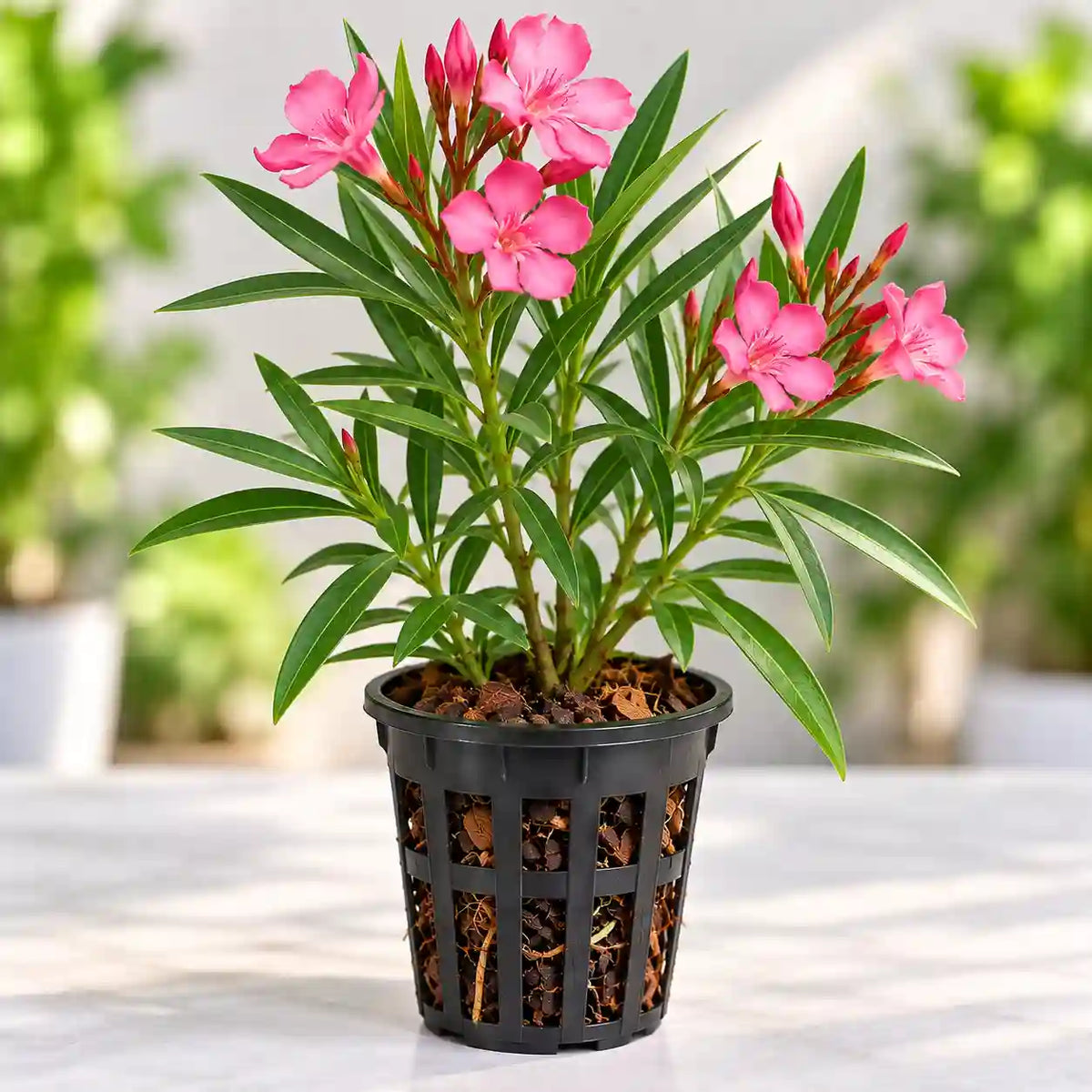 Kaner Plant