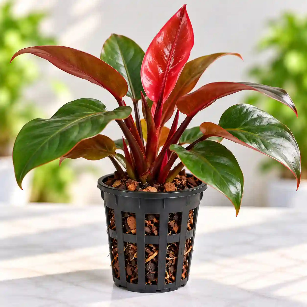 Philodendron Red Beauty Plant