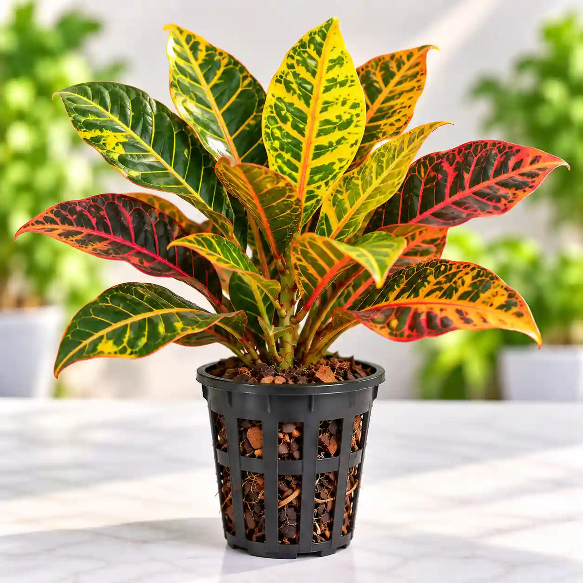 Petra Croton Sapling