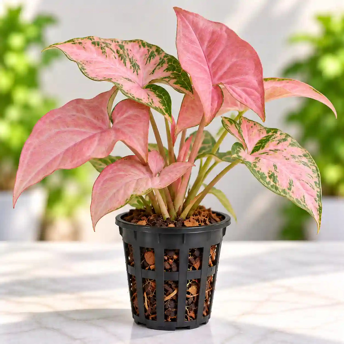 Pink Syngonium Plant