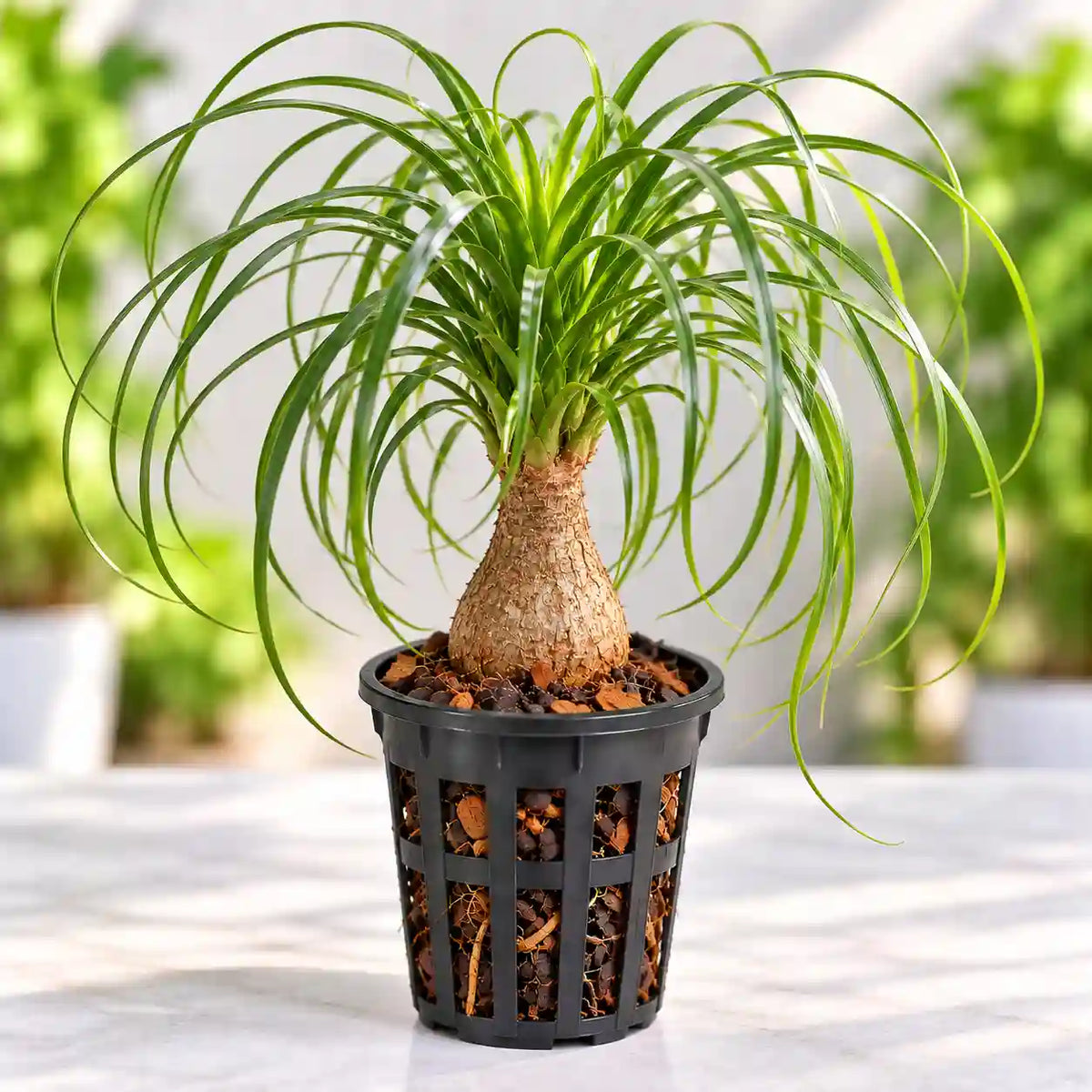 Ponytail Palm