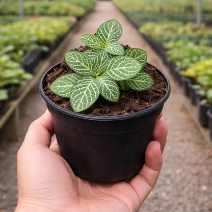 Green Fittonia