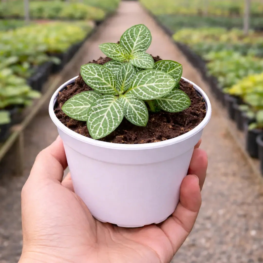 Green Fittonia
