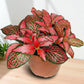 Fittonia Red