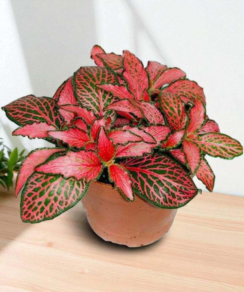 Red Fittonia