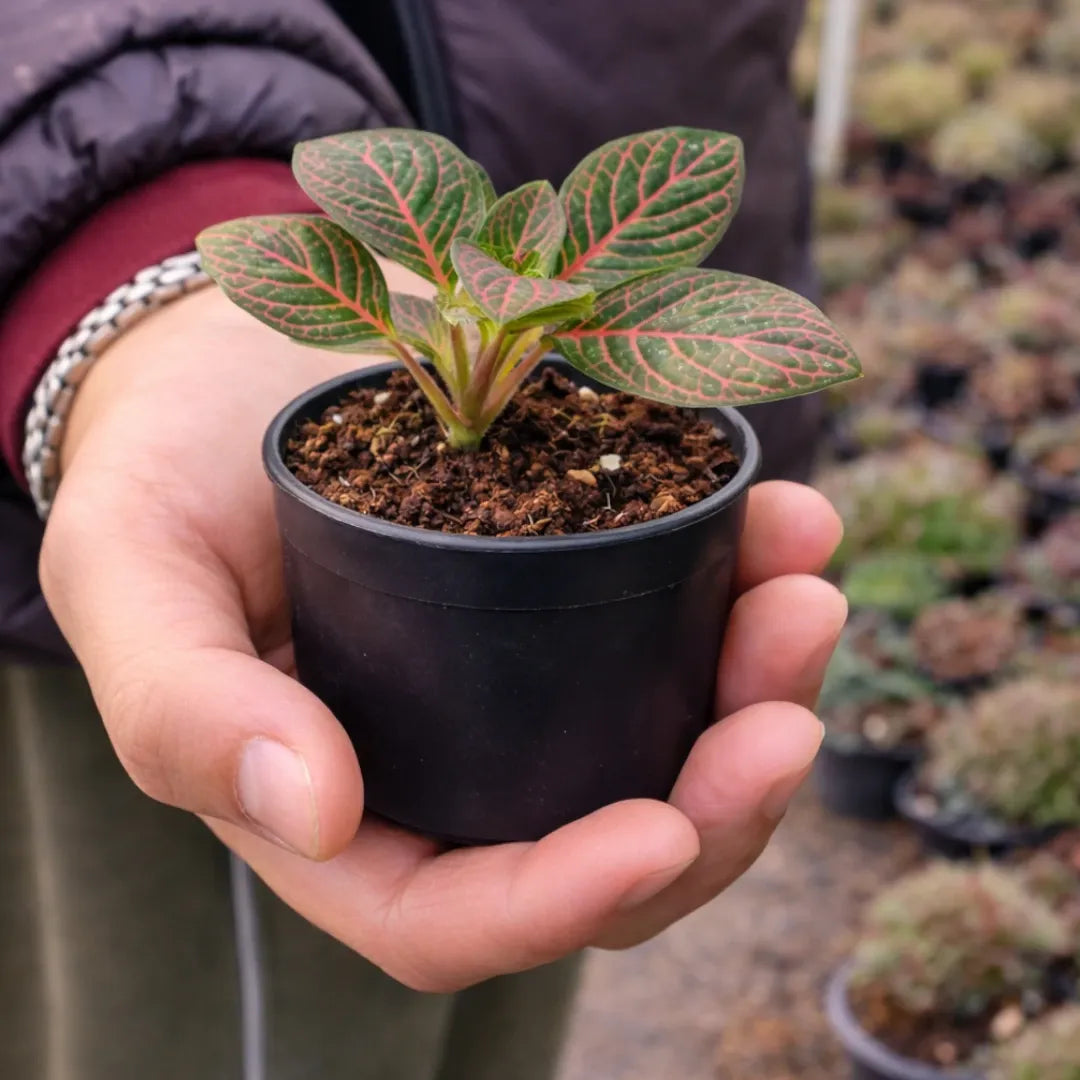 Red Fittonia