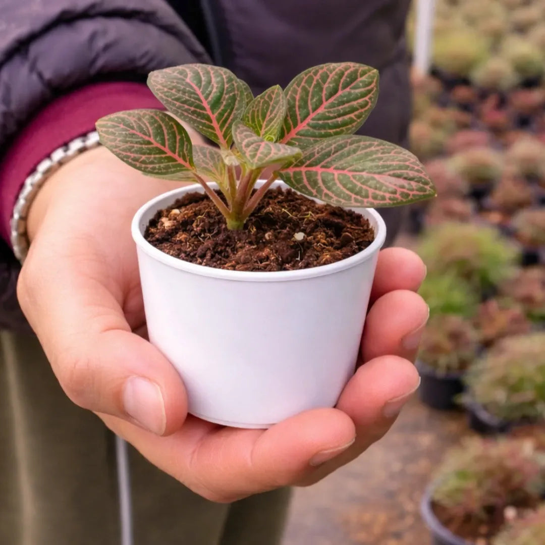 Red Fittonia